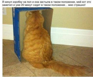 кот в коробке.jpg