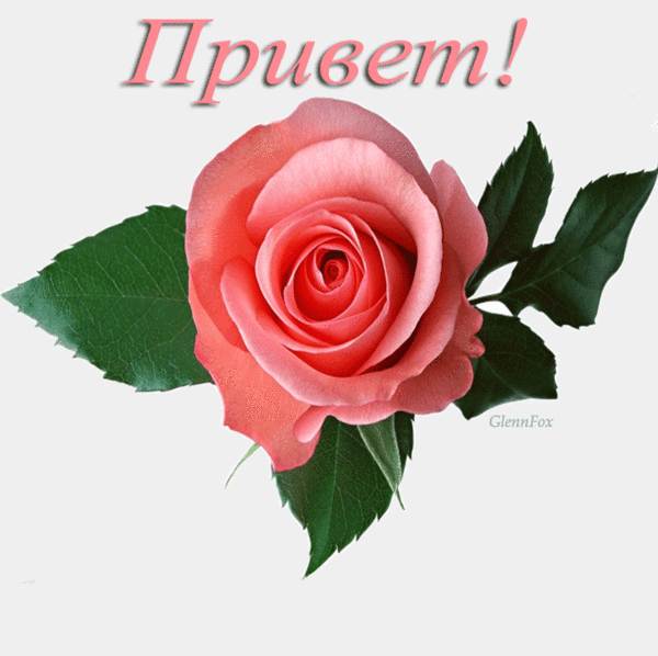0_903c0_86d14cf2_XL.gif