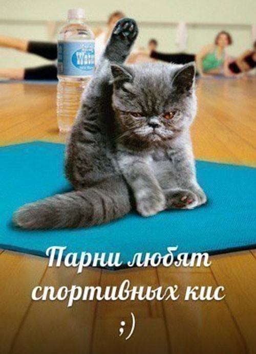 кис.jpg