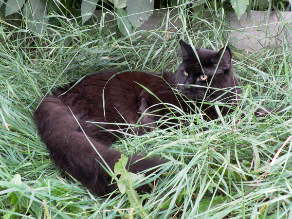 кот8.jpg