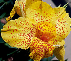 canna.jpg