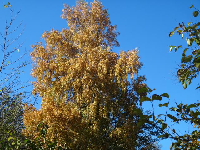 1230345.JPG