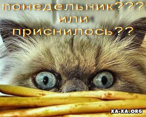 понедельник.jpg