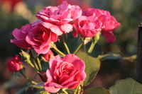 tom_tom_001_133x200.jpg