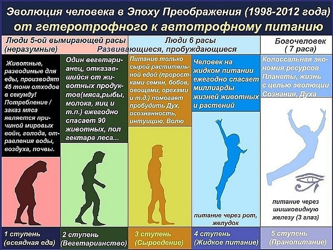 эволюция человека.jpg