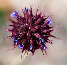 chia flor.jpg