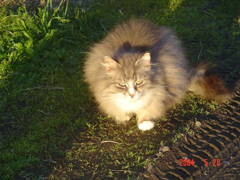 kissa.jpg