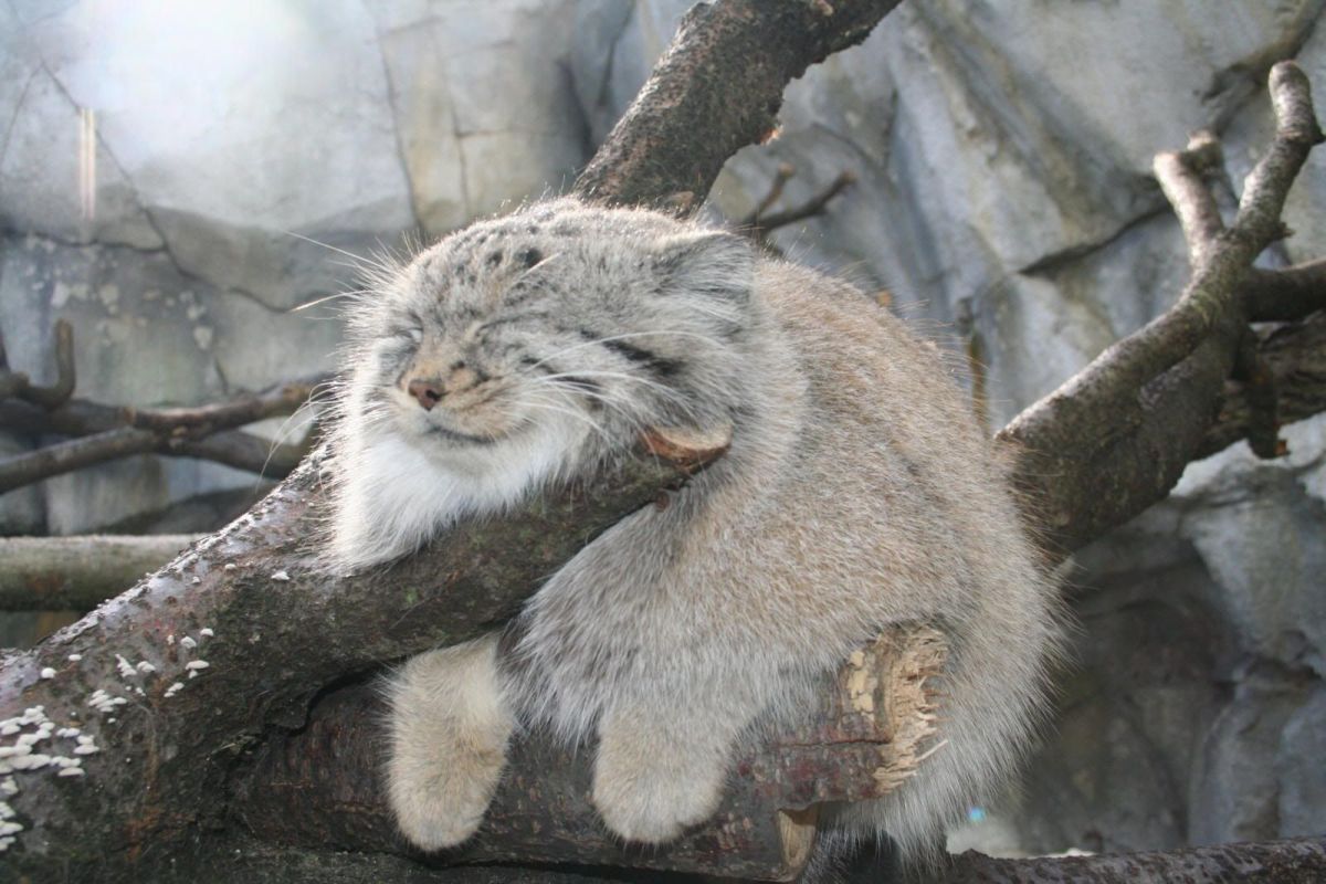 1301342389_these_funny_animals_652_02.jpg