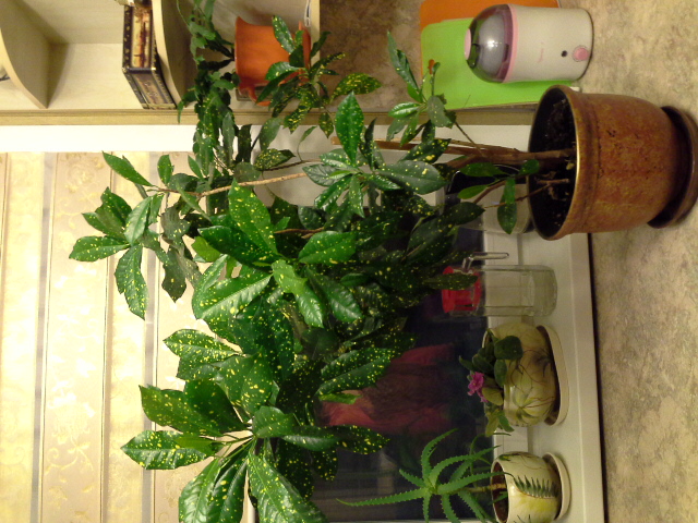 20140205_224836.jpg