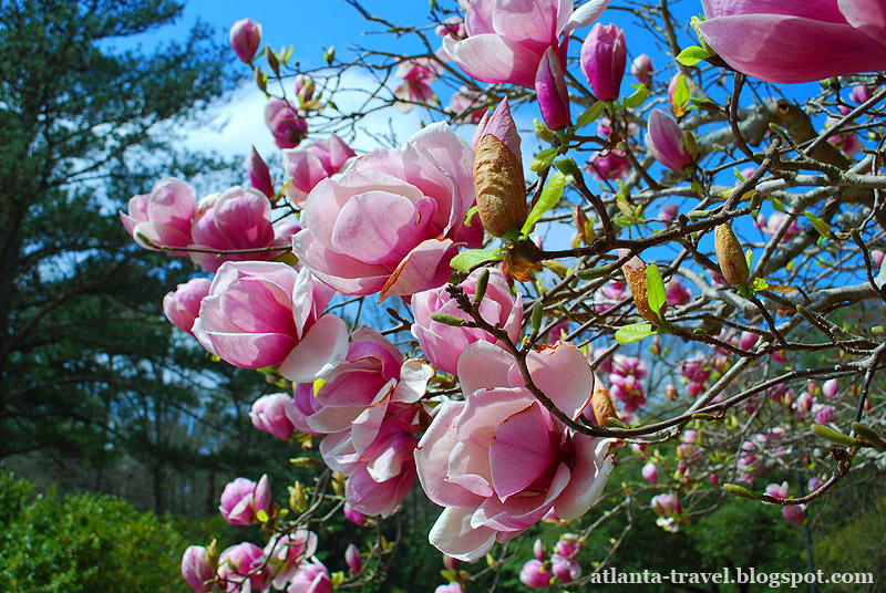 spring_flowers_in_bloom-10.jpg