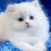 108723.gif