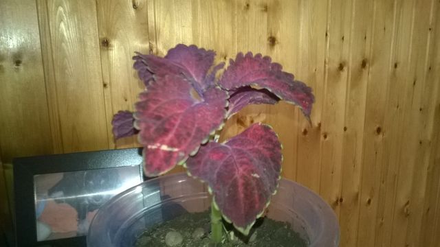 WP_20140509_001.jpg