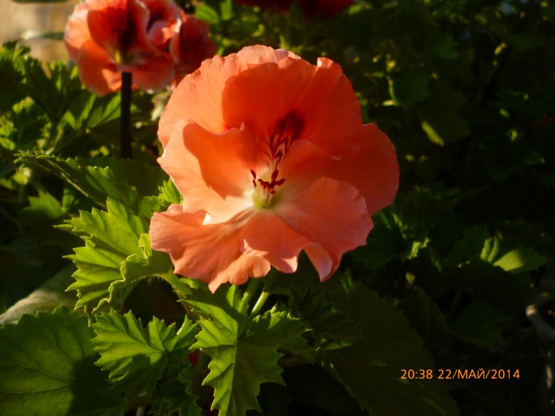 P1010875.JPG
