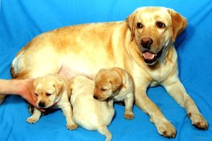 labrador_jerika.jpg