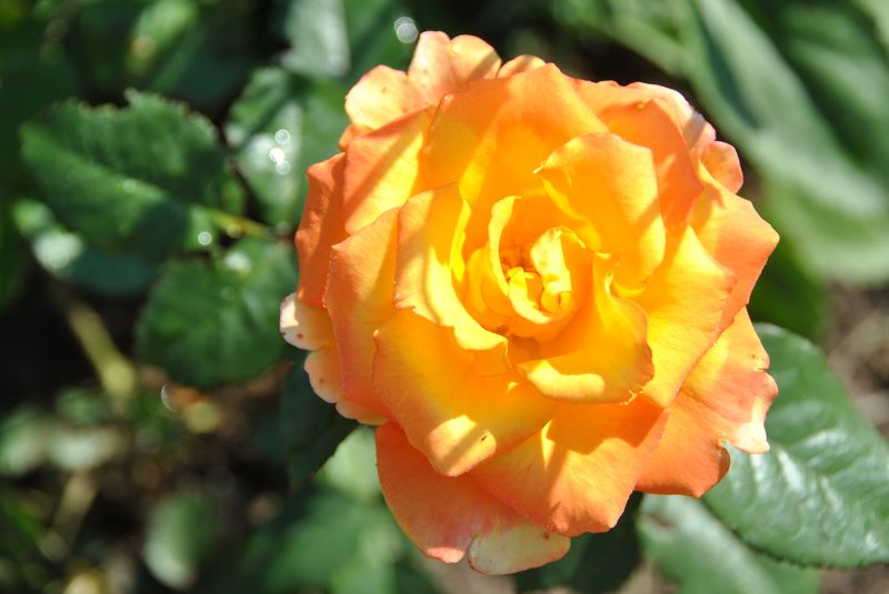 2011_20120131_1376401976.jpg