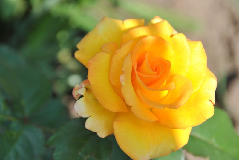 2011_20120131_1549476569.jpg
