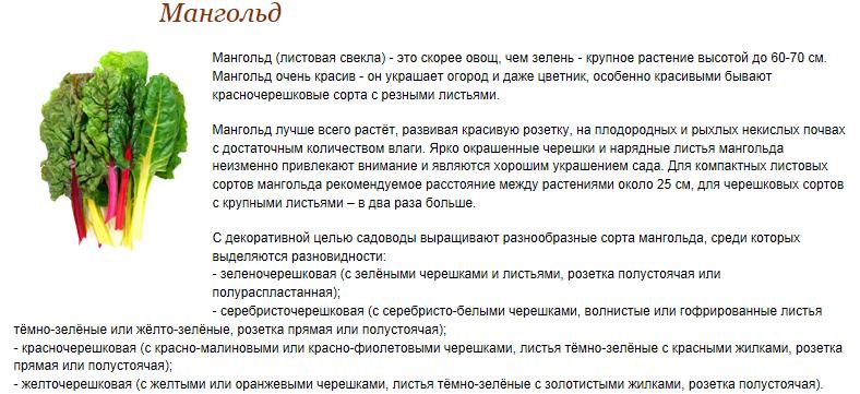 мангольд.jpg