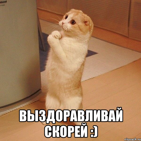 kote_9896492_orig_.jpg