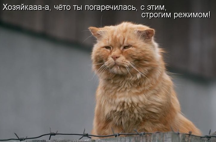 kotomatritsa_F2[1].jpg