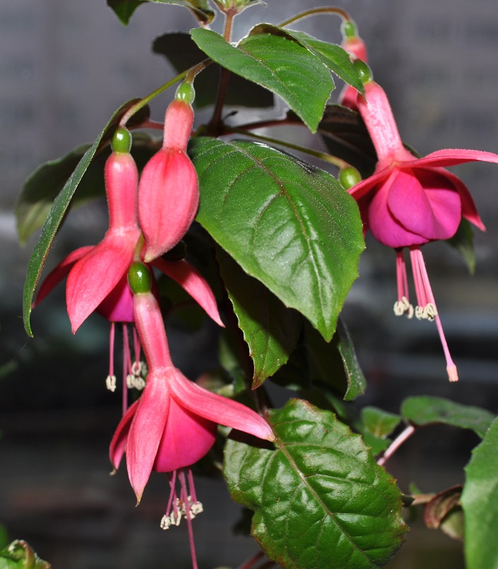DSC_4208.JPG