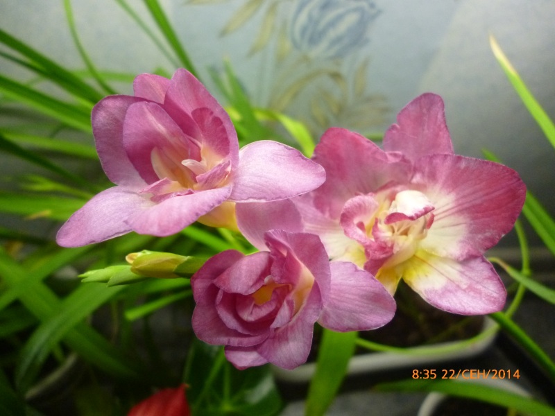 P1020650.JPG
