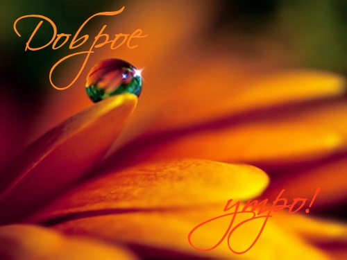 52534815_1261031176_1236065633dobroe_utro1.jpg