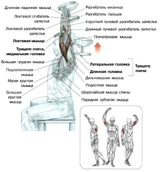 францезский жим.jpg