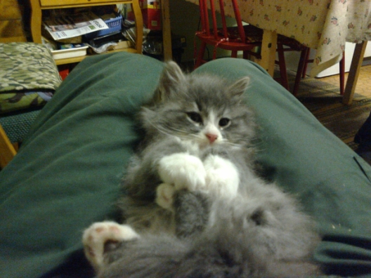 kissa5.jpg