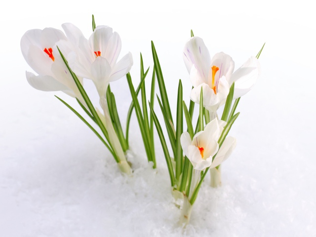 Nature___Seasons___Spring__038267_29.jpg