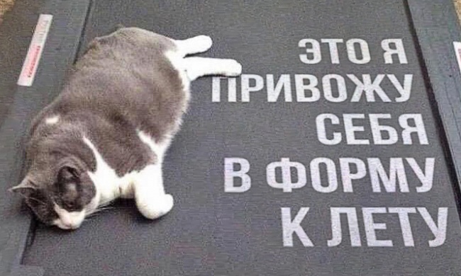 кошк.jpg