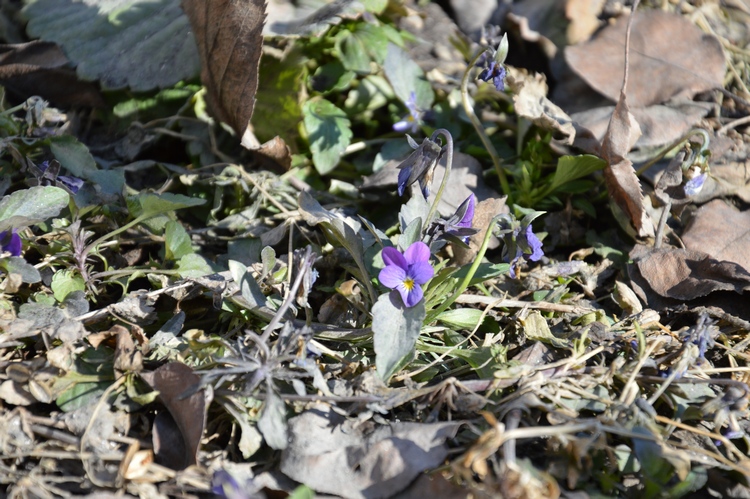 DSC_0247ф.jpg