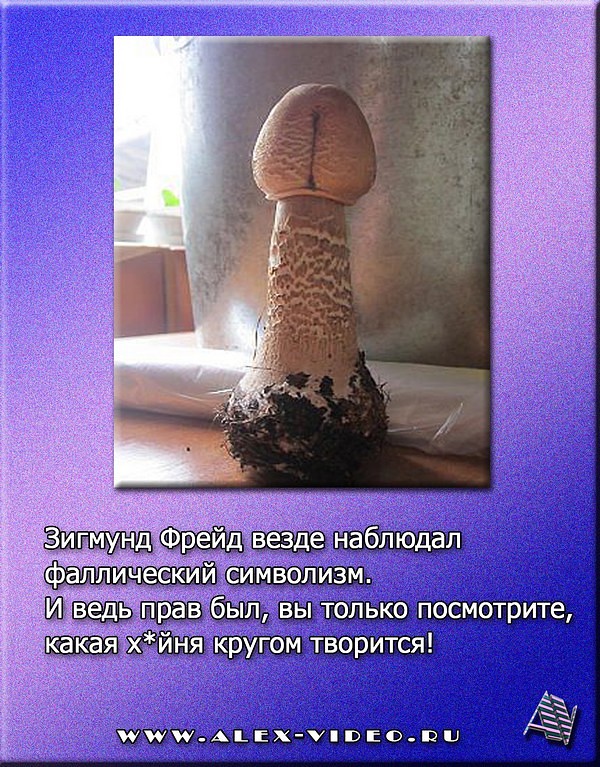 грибыыыы.jpg