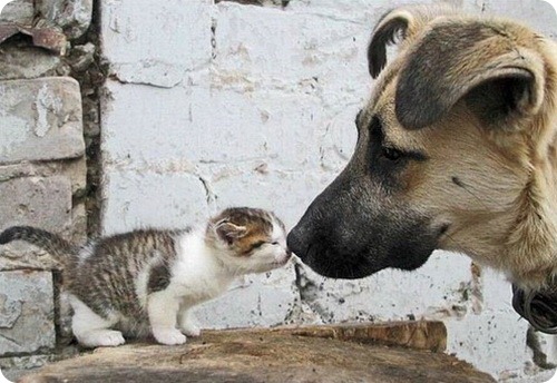 cat_and_dogs_22_22.jpg