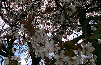 WP_20150414_15_15_08_Pro.jpg