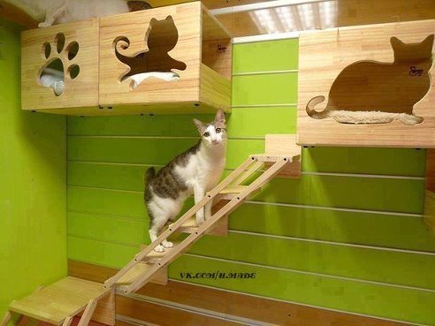 кошкин дом.jpg