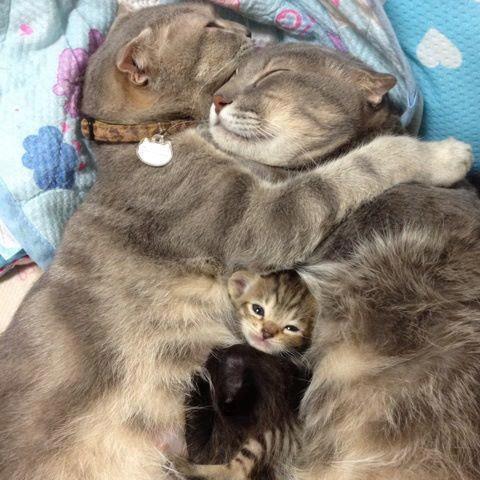 котясики.jpg