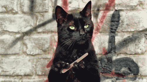 гифки-котэ-упряжка-1735497.gif