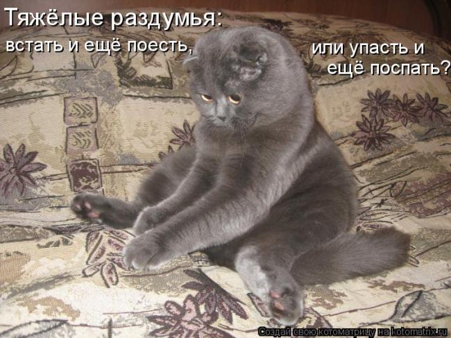 кот9.jpg