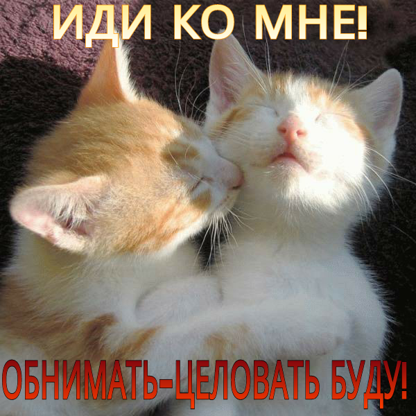 ОБНИМАШКИ.png