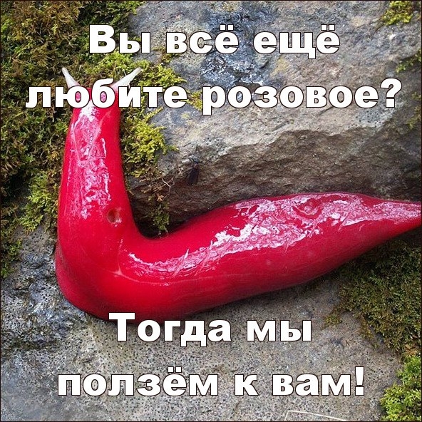 розо1.jpg