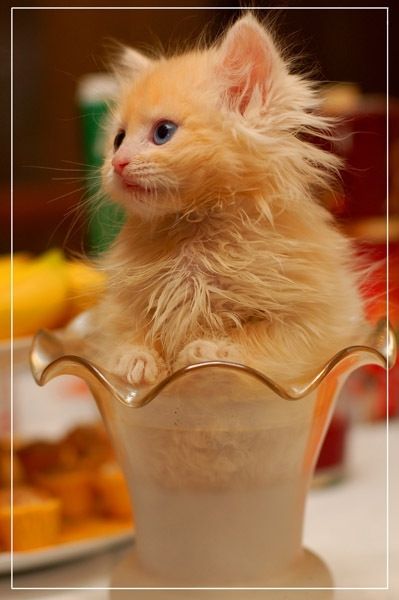 котик.jpg