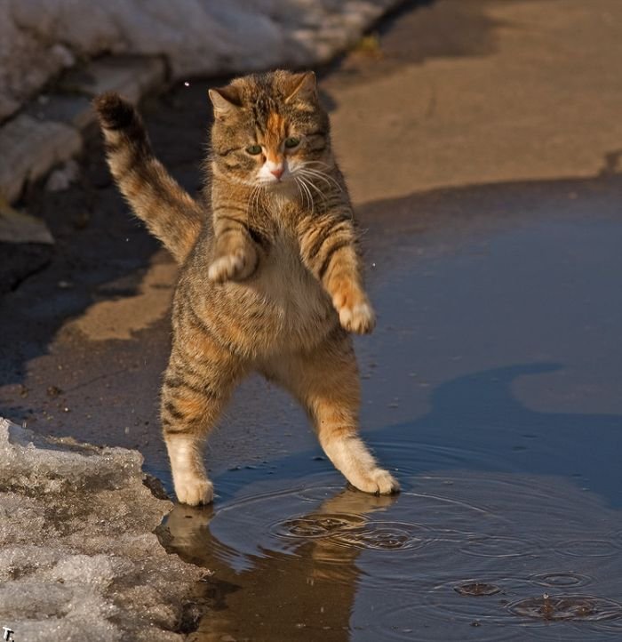 1253877607_cats_01.jpg