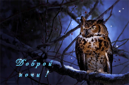 сова ночь.gif