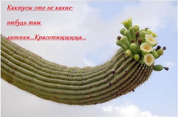 Снимокм ип.JPG