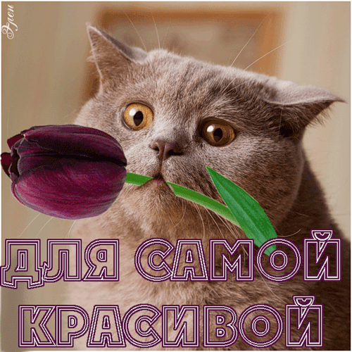 88131463.gif