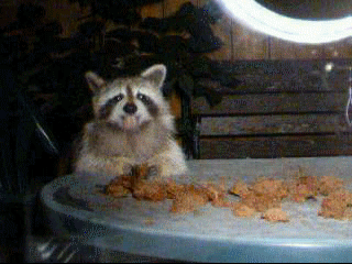 номномном.gif