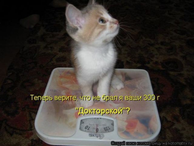 кот8.jpeg