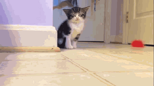 12-daily-gifdump-35.gif
