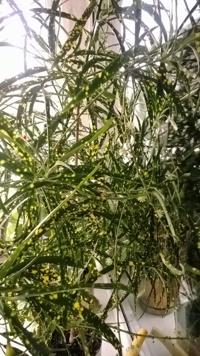 WP_20150628_001-1.jpg