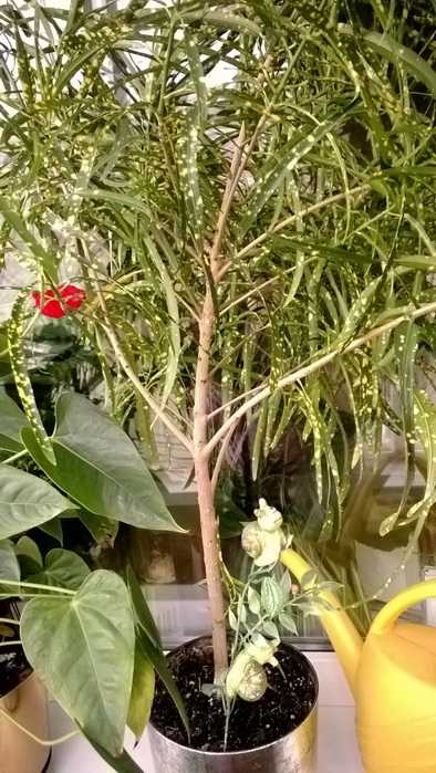 WP_20150628_009-1.jpg